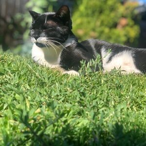 Meet your Posher, Sydney